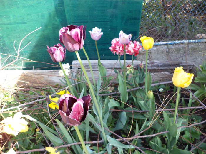 DSC00506 - flori 2013