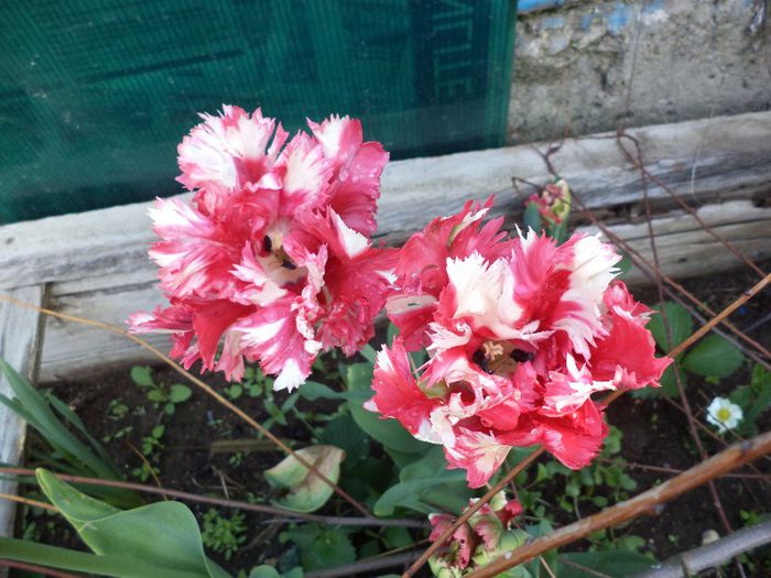 DSC00508 - flori 2013