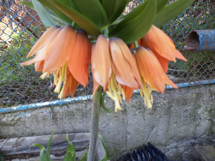 DSC00510 - flori 2013