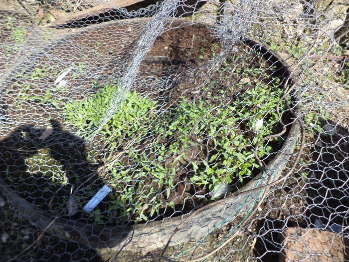 DSC00511 - flori 2013