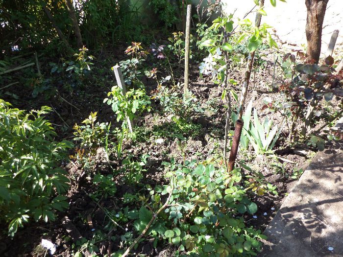 DSC00513 - flori 2013