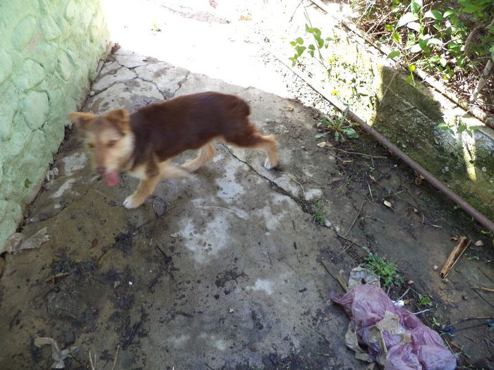 DSC00516 - flori 2013