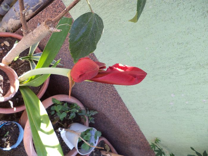 DSC00520 - flori 2013