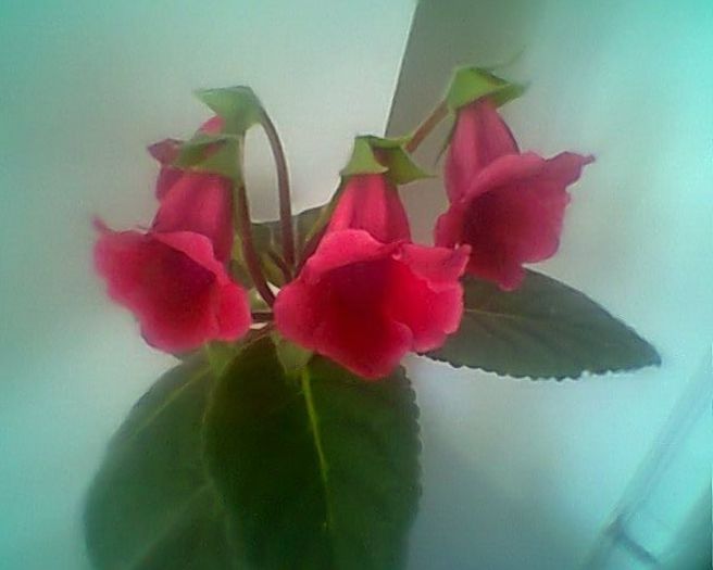 Photo^^0881 - gloxinia 2013