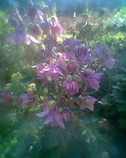 Photo^^0871 - flori de gradina 2013