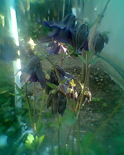 Photo^^0873 - flori de gradina 2013