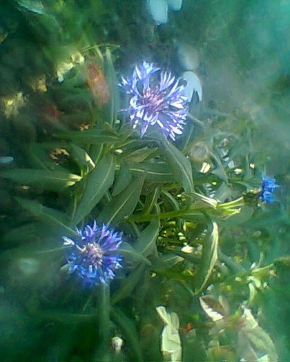 Photo^^0872 - flori de gradina 2013