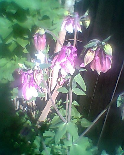 Photo^^0875 - flori de gradina 2013