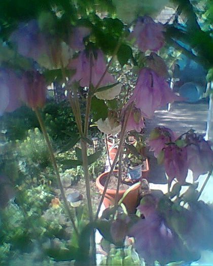 Photo^^0876 - flori de gradina 2013