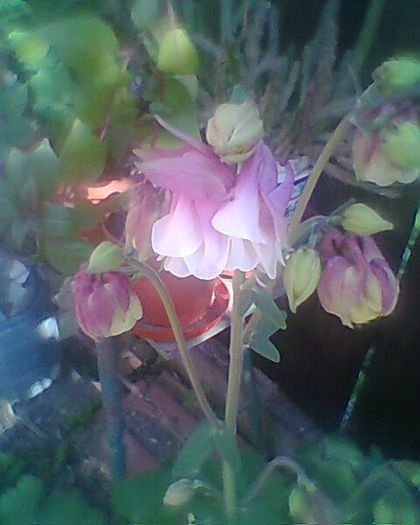 Photo^^0877 - flori de gradina 2013