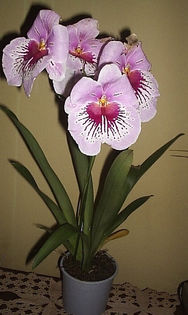 2 - Miltonia