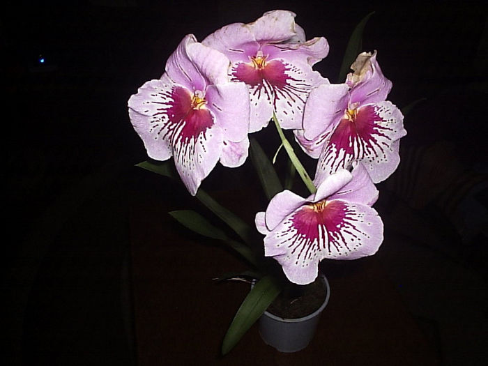 P1163592 - Miltonia