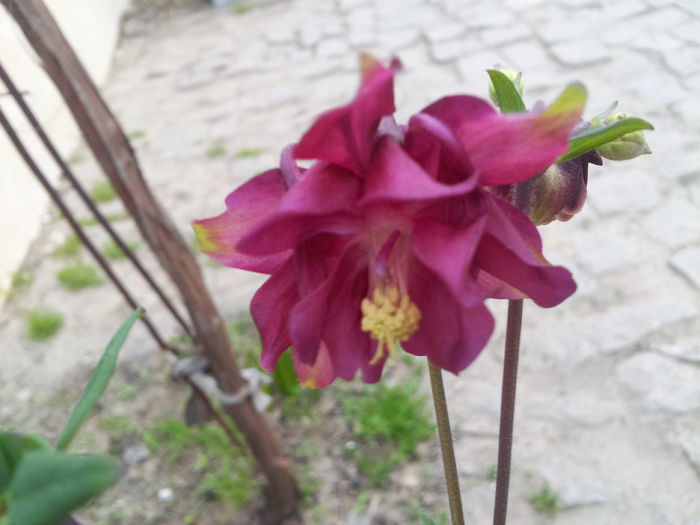  - Aquilegia Chrysantha - Caldaruse