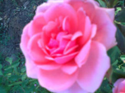 curgeau suferea in liniste