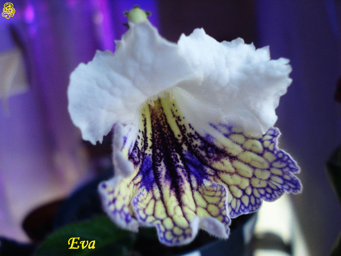 Eva (30-04-2013) - Streptocarpusi 2013