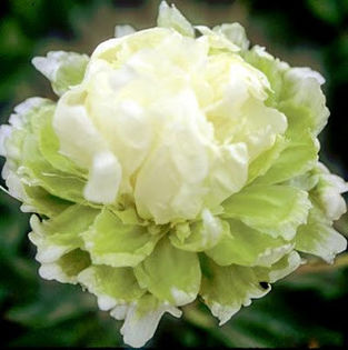bujor green halo - achizitii-00