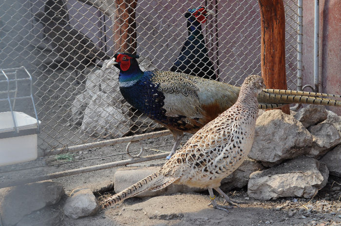 fazani comun- Vanduti