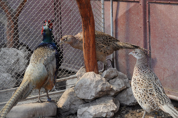 Fam.fazan comun-Vanduti