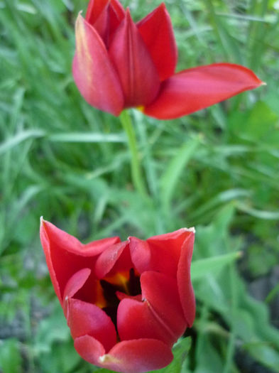 P1030975 - Lalea - Tulipa
