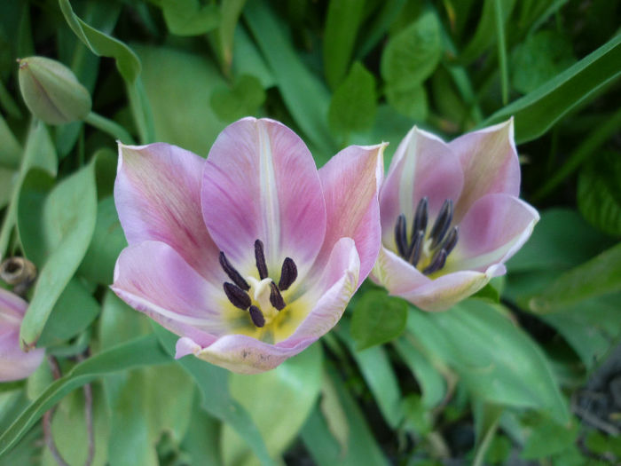 P1030976 - Lalea - Tulipa