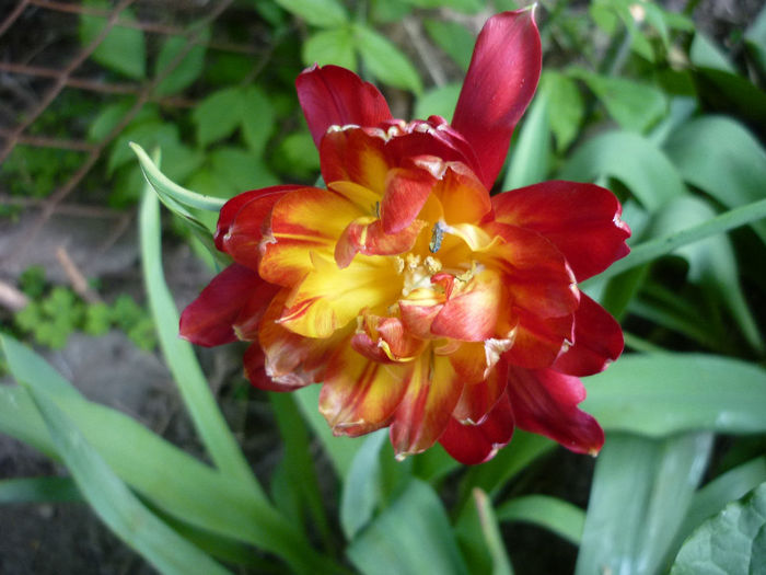 P1030978 - Lalea - Tulipa