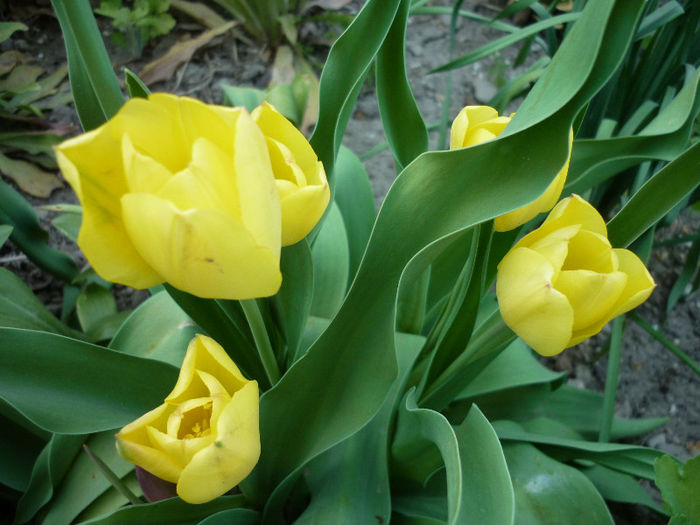 P1030980 - Lalea - Tulipa