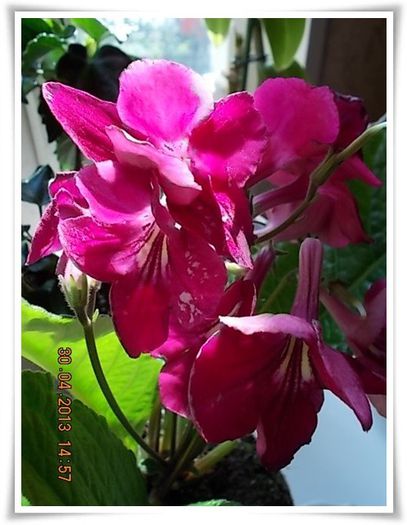 DSCN2803 - flori diverse 2013