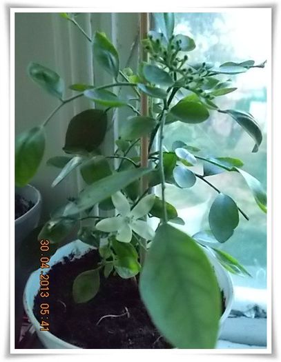 DSCN2795 - flori diverse 2013