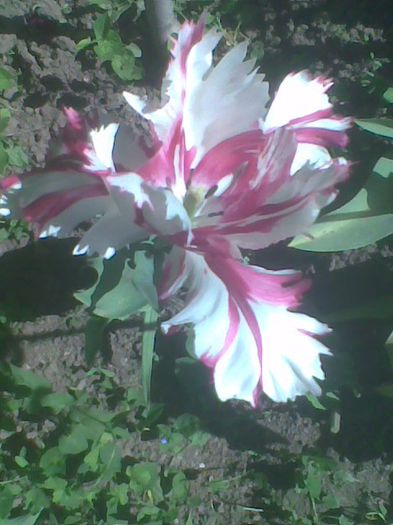 Imag0562