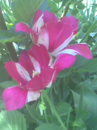 Imag0560
