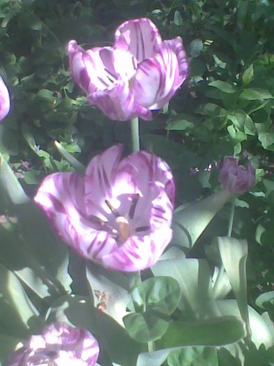Imag0556