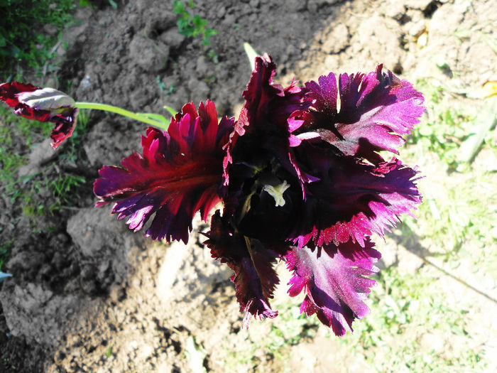 31 - FLORI SI ARBUSTI DE PRIMAVARA 2013