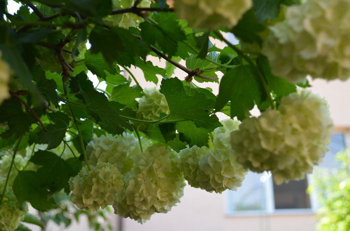 DSC_0917 - 1Gradina mult visata