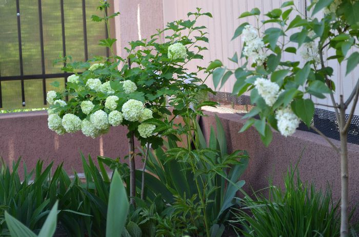 DSC_0921 - 1Gradina mult visata