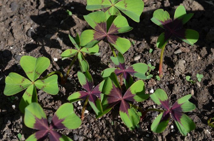 DSC_0922 - 1Gradina mult visata