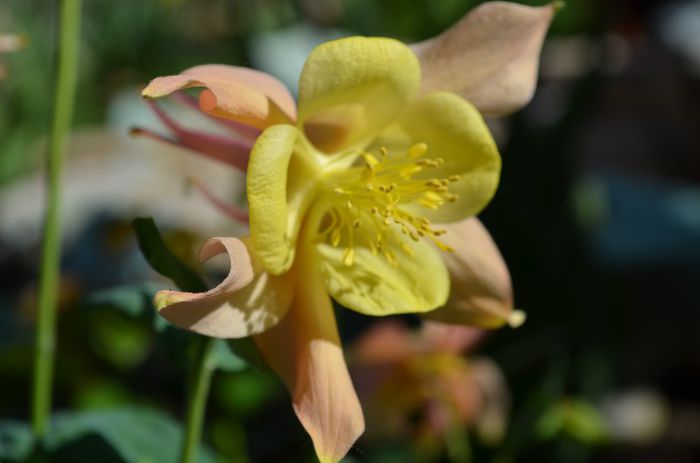 DSC_0926 - 1Gradina mult visata