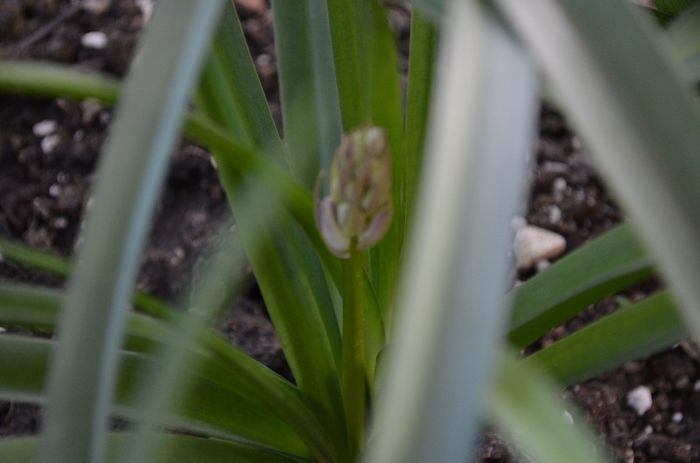 DSC_0929 - 1Gradina mult visata