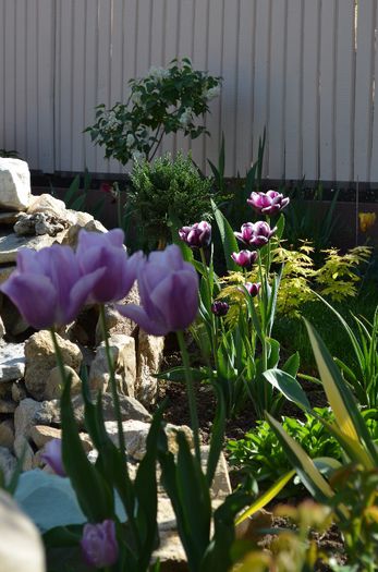 DSC_0930 - 1Gradina mult visata