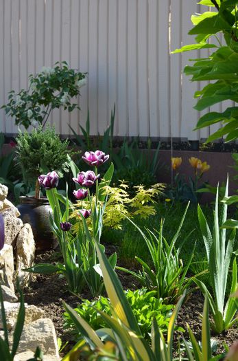 DSC_0931 - 1Gradina mult visata