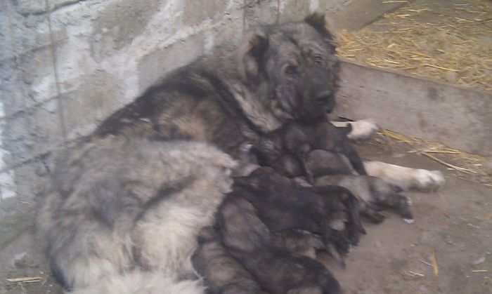 IMAG0726 - De vanzare catei caucazian cu pedigree sau fara