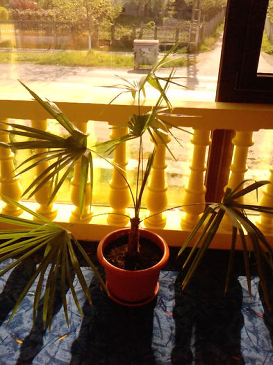 Trachycarpus takil 01 - Palmieri