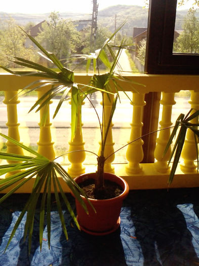 Trachycarpus takil 02