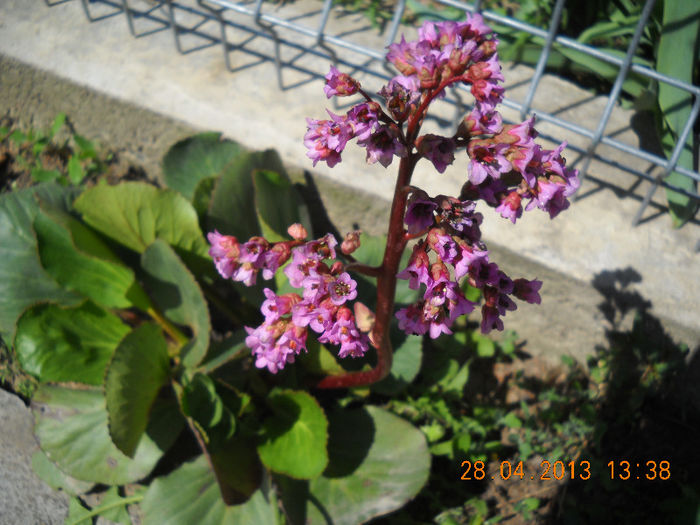 bergenia - primavara 2013