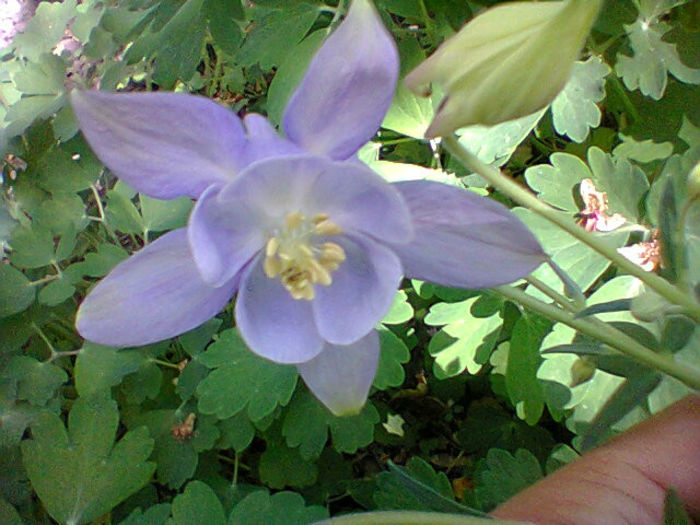 Fotogr.1086