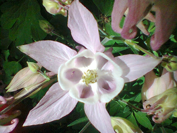 Fotogr.1088
