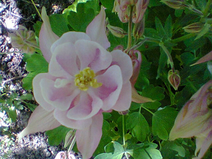 Fotogr.1090