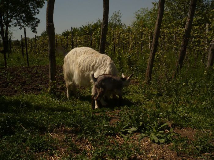 Immagine 001 - CAPRA CARPATINA SI IEDUTA EI METIS DE MURCIANO GRANADINA  LA 27 DE ZILE