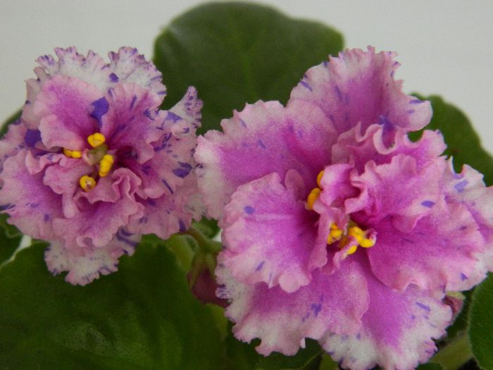 DSCN0484 - BOLD PARTY GIRL