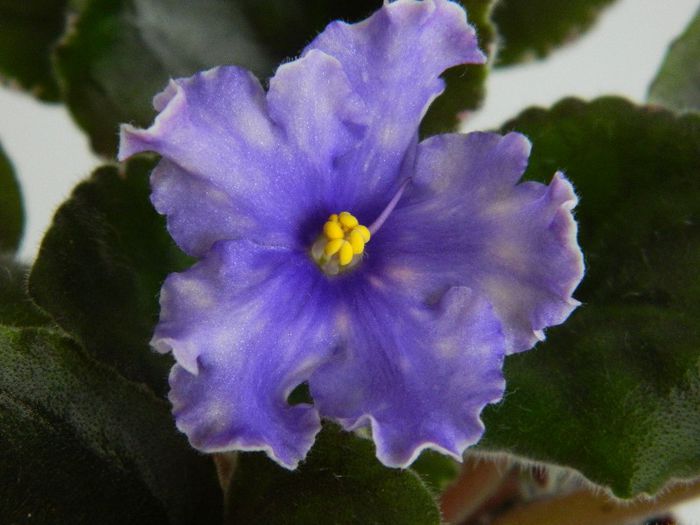 DSCN0489 - EK GUEST FROM FUTURE