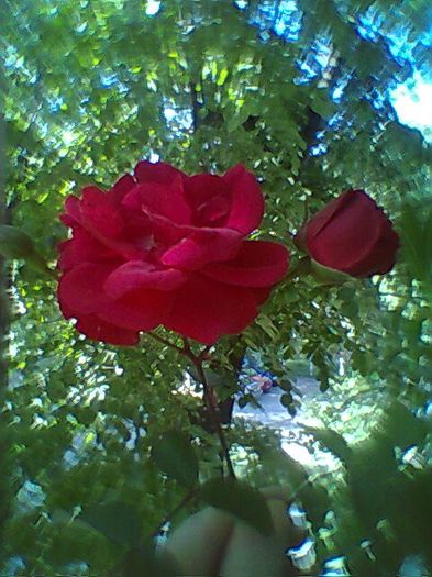 Fotogr.0540 - Trandafir buchetar rosu prins in sticla